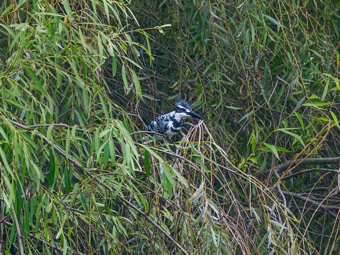 Pied Kingfisher - ML646291597