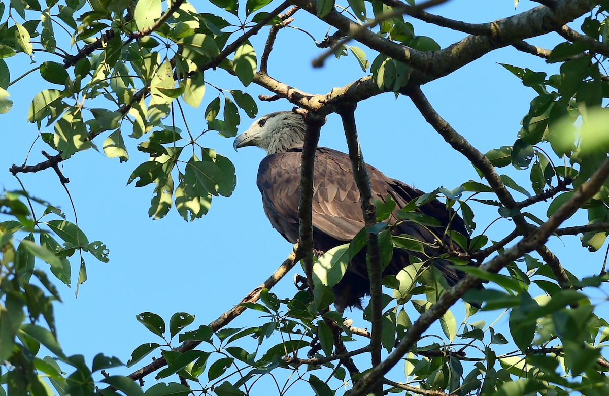 Pallas's Fish-Eagle - ML646291598