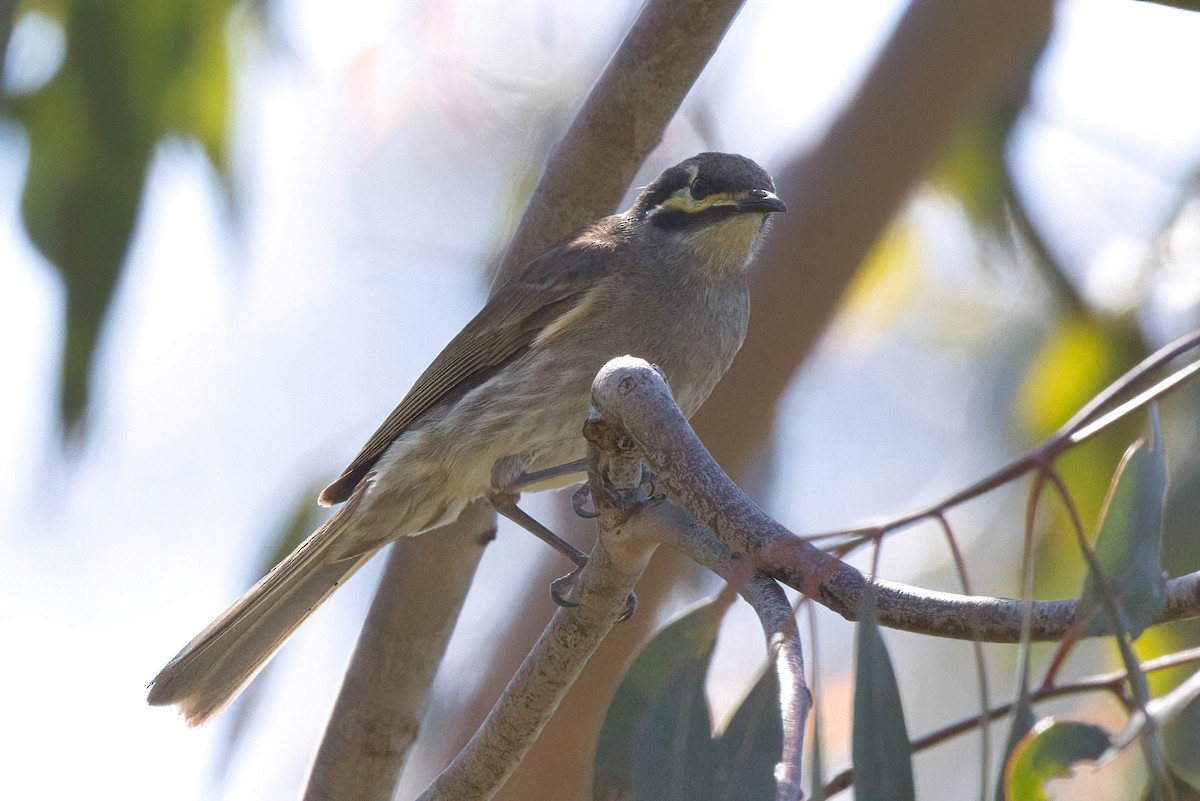 medosavka masková - ML646291608