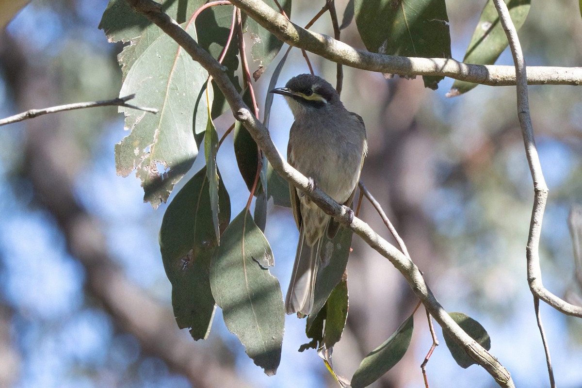 medosavka masková - ML646291617