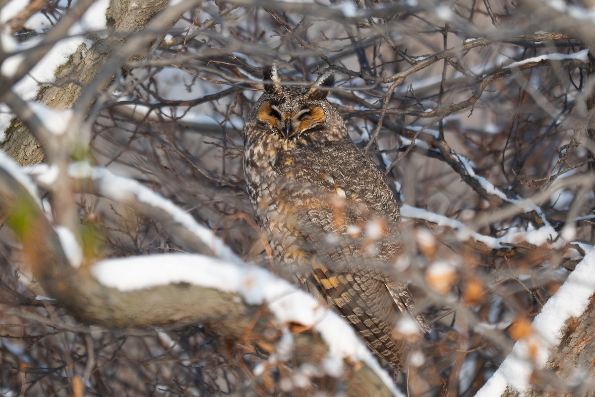 Long-eared Owl - ML646291618