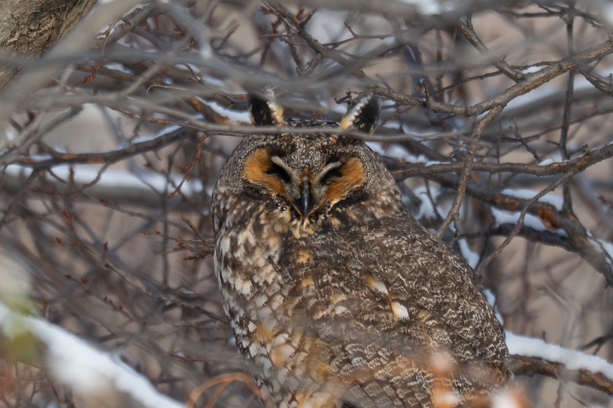 Long-eared Owl - ML646291619