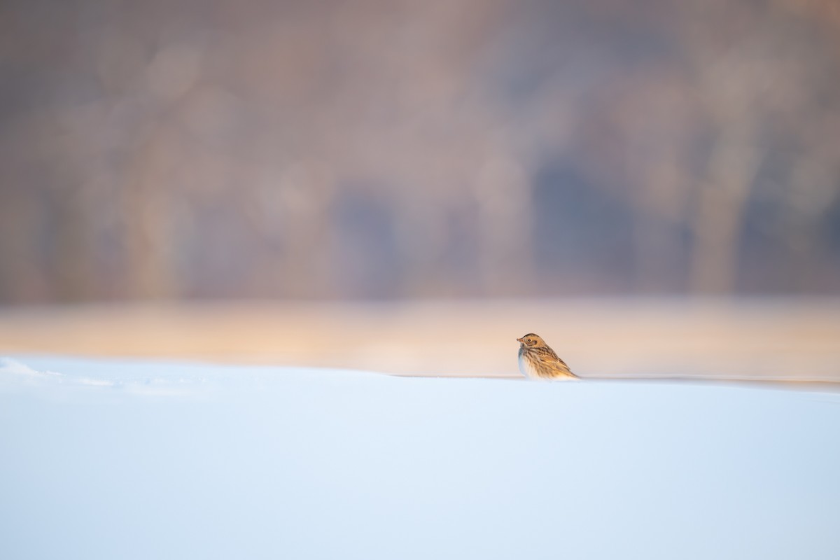 Lapland Longspur - ML646291625