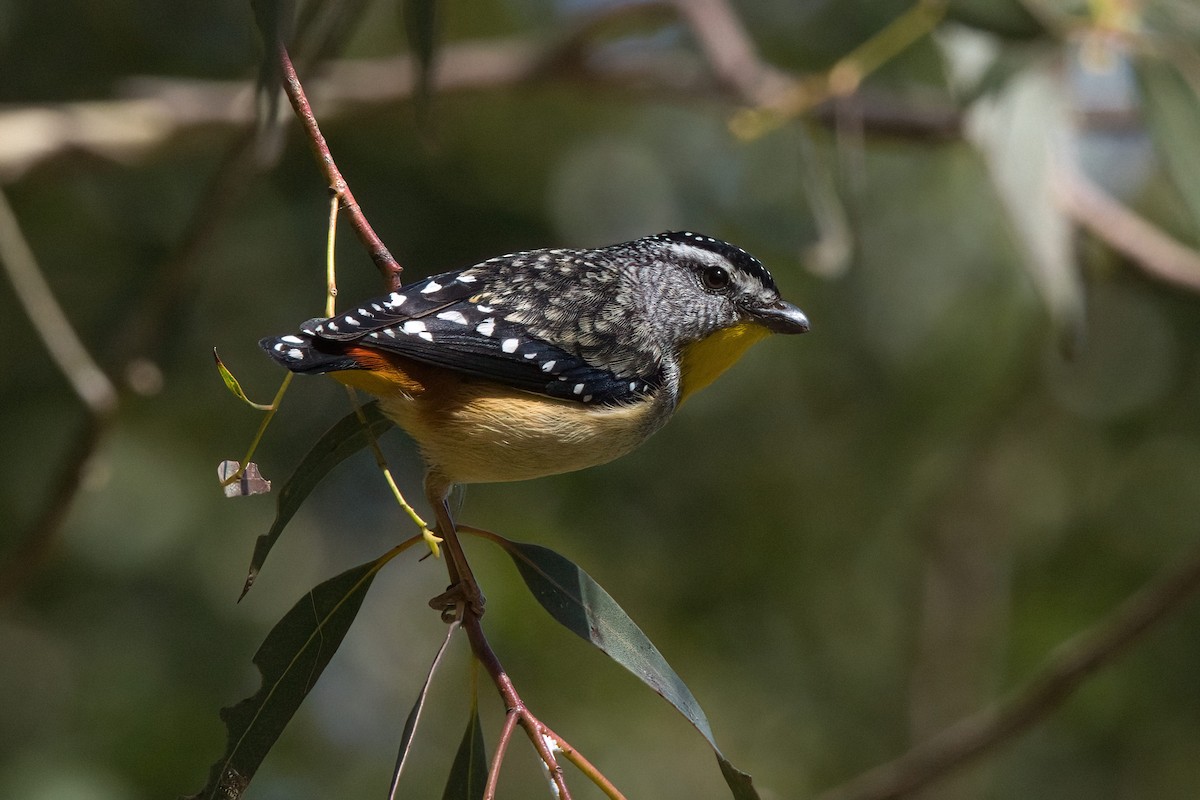 pardalot tečkovaný - ML646291627