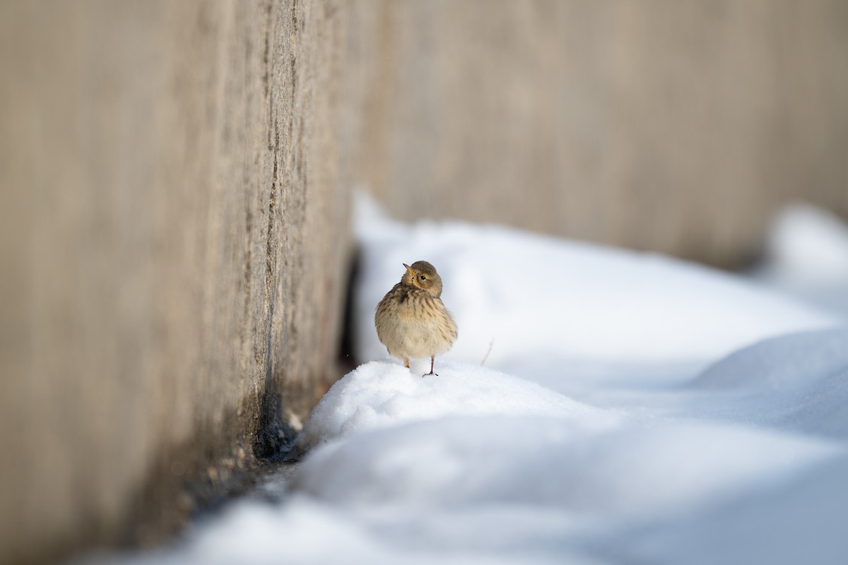 American Pipit - ML646291628
