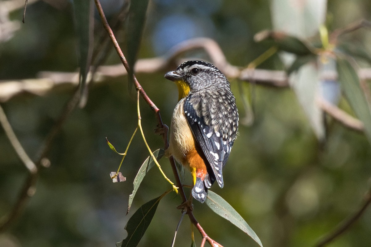 pardalot tečkovaný - ML646291630