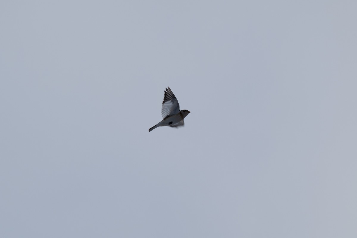 Snow Bunting - ML646291636