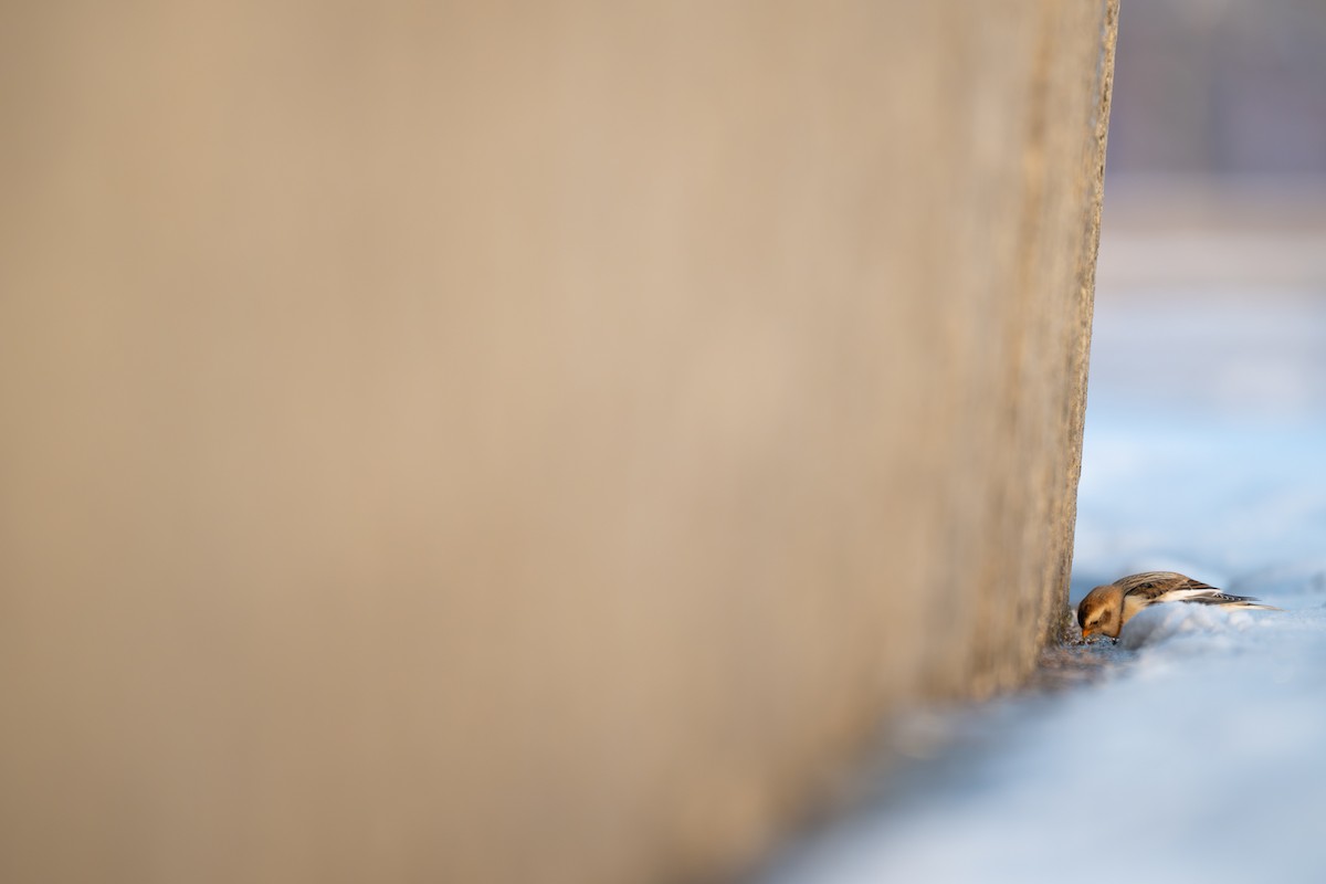 Snow Bunting - ML646291637