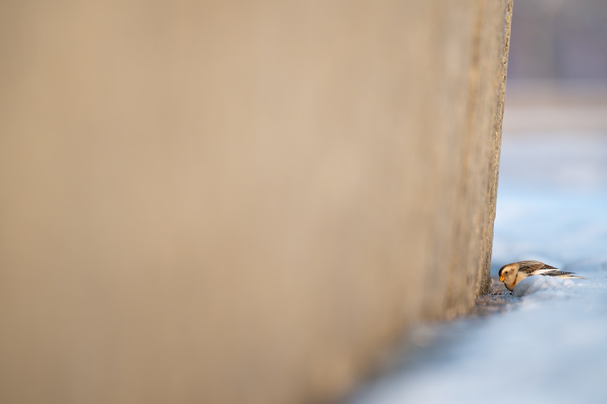 Snow Bunting - ML646291638