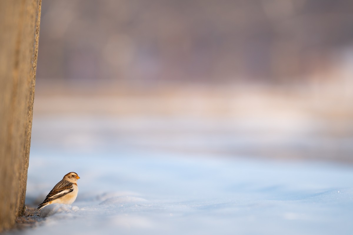 Snow Bunting - ML646291639