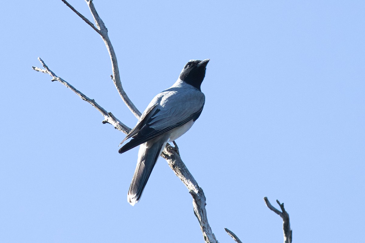 オーストラリアオニサンショウクイ - ML646291640