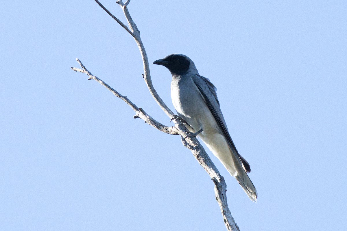 オーストラリアオニサンショウクイ - ML646291641