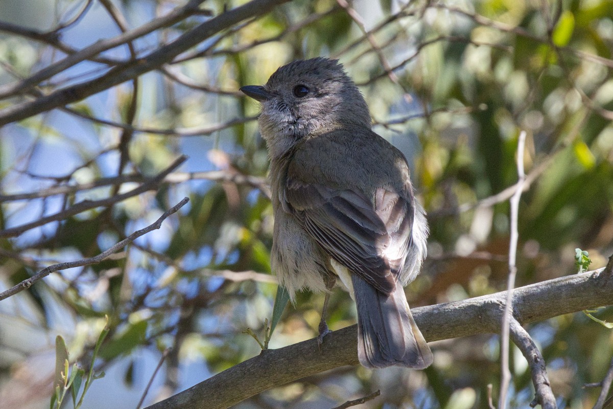 Golden Whistler - ML646291644