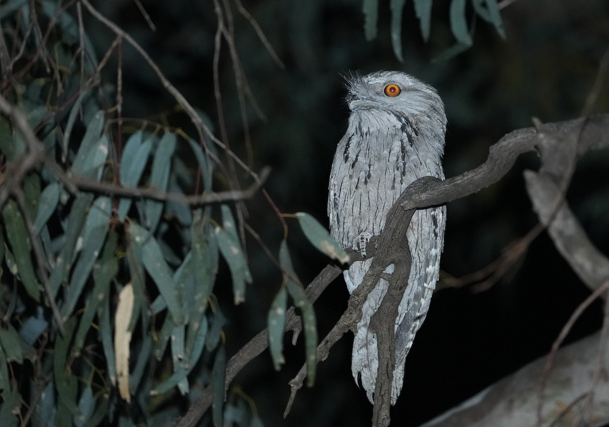 Podargo Australiano - ML646291646