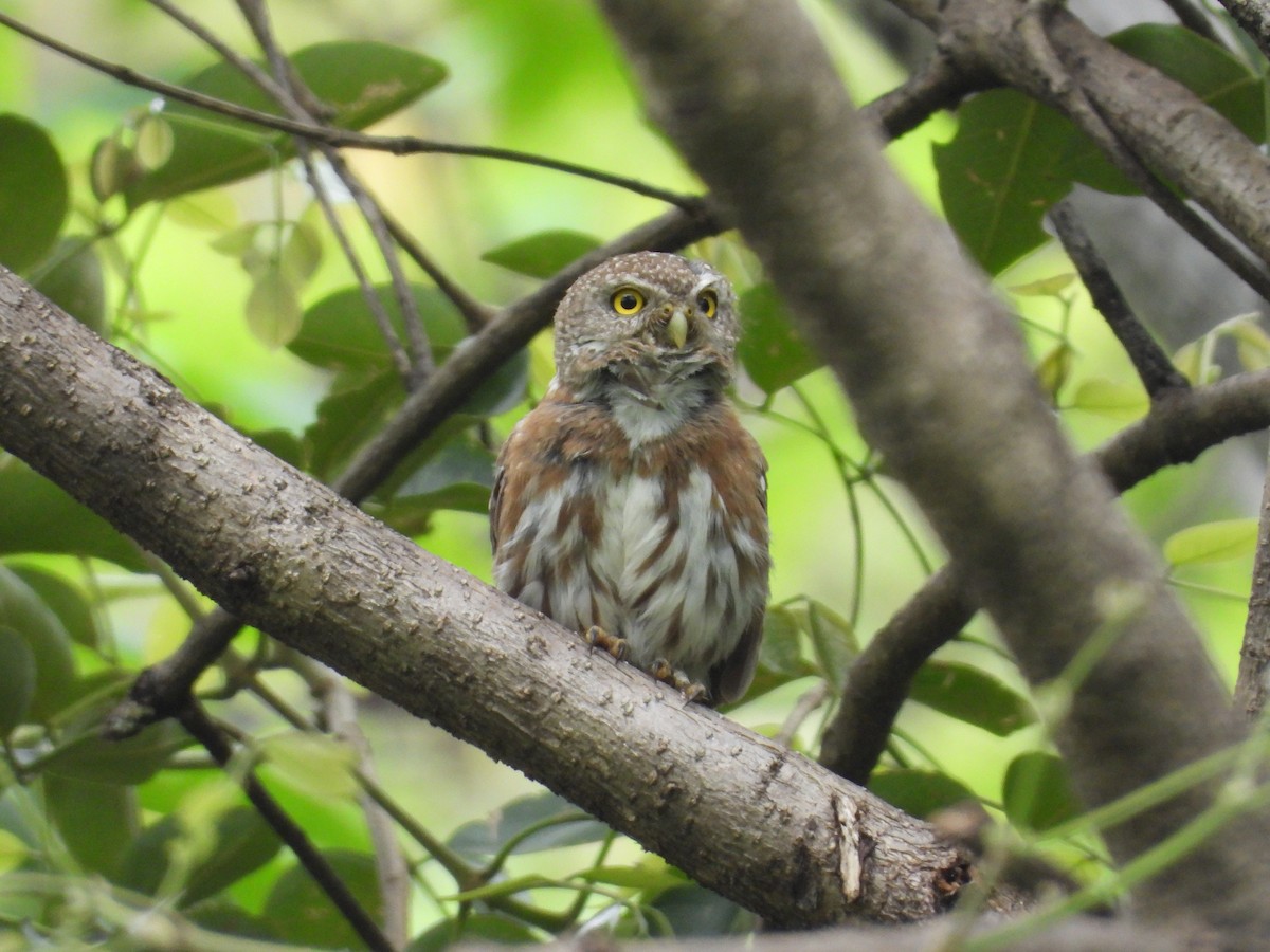 Colima Pygmy-Owl - ML646291648