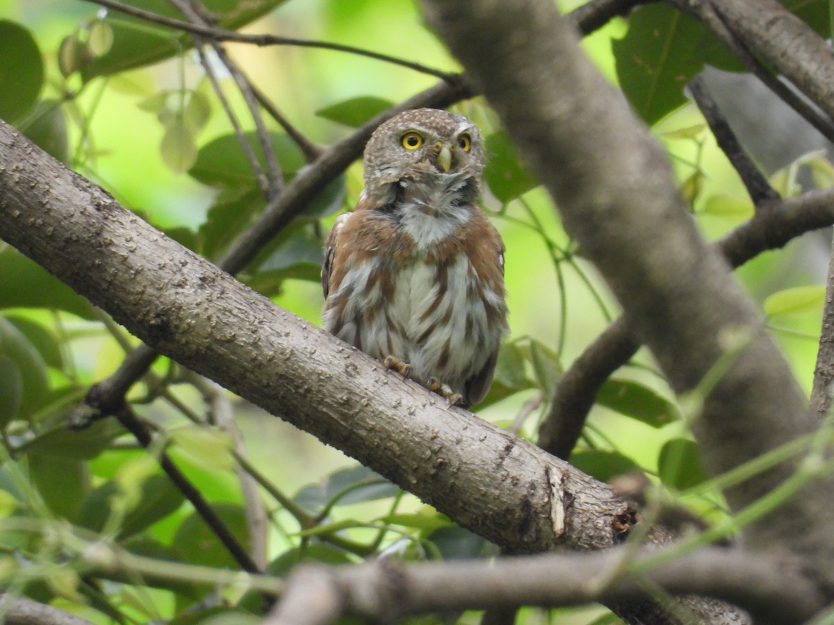 Colima Pygmy-Owl - ML646291649