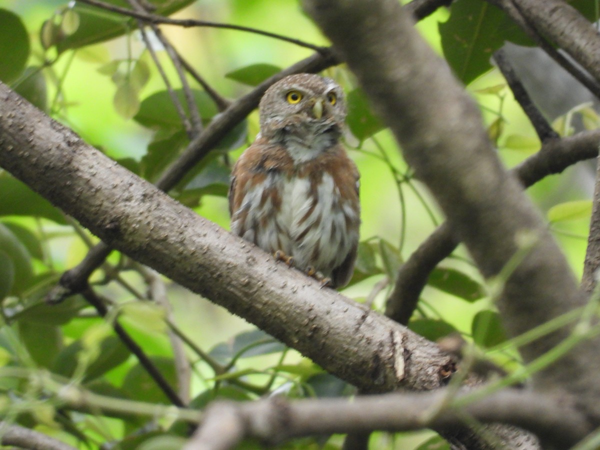Colima Pygmy-Owl - ML646291650