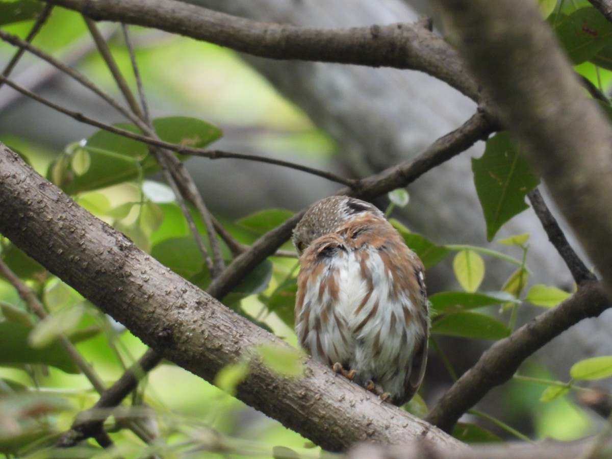 Colima Pygmy-Owl - ML646291651
