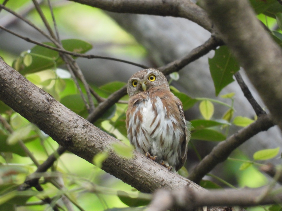 Colima Pygmy-Owl - ML646291652