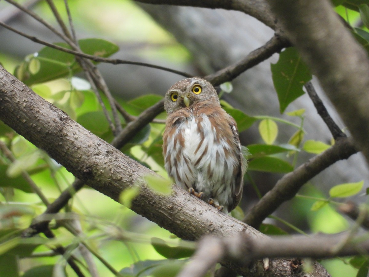 Colima Pygmy-Owl - ML646291653