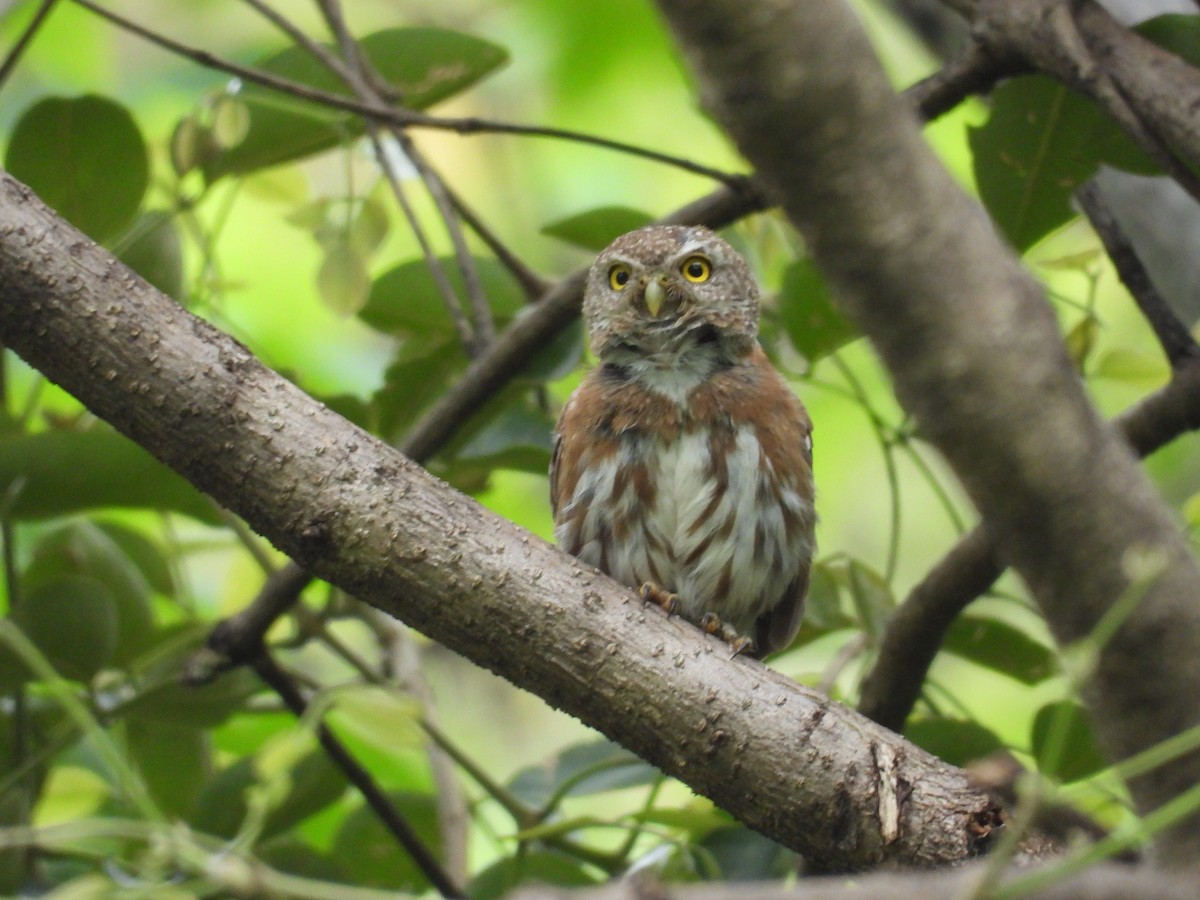 Colima Pygmy-Owl - ML646291654