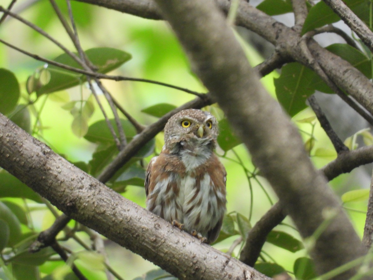 Colima Pygmy-Owl - ML646291655