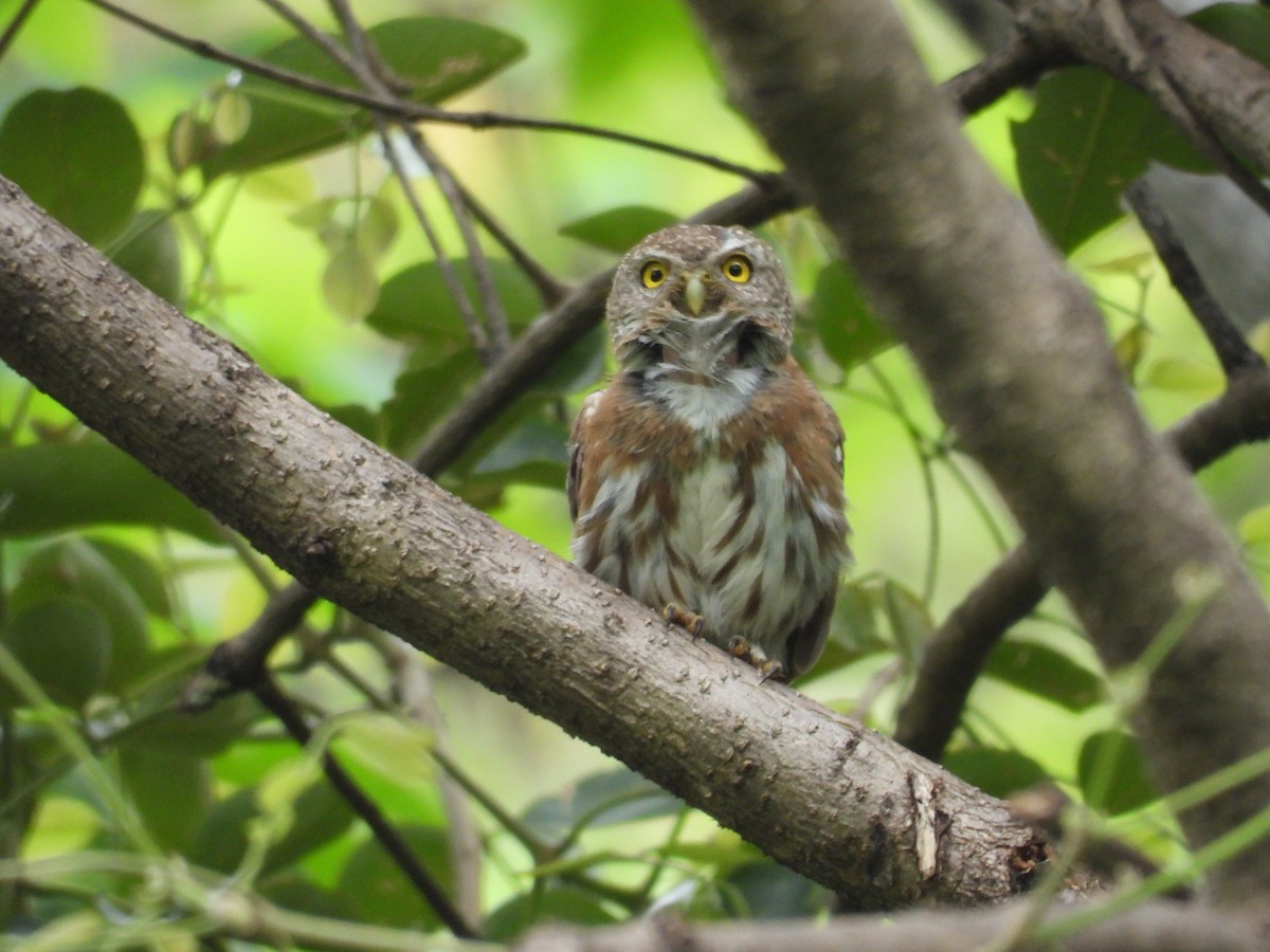Colima Pygmy-Owl - ML646291656
