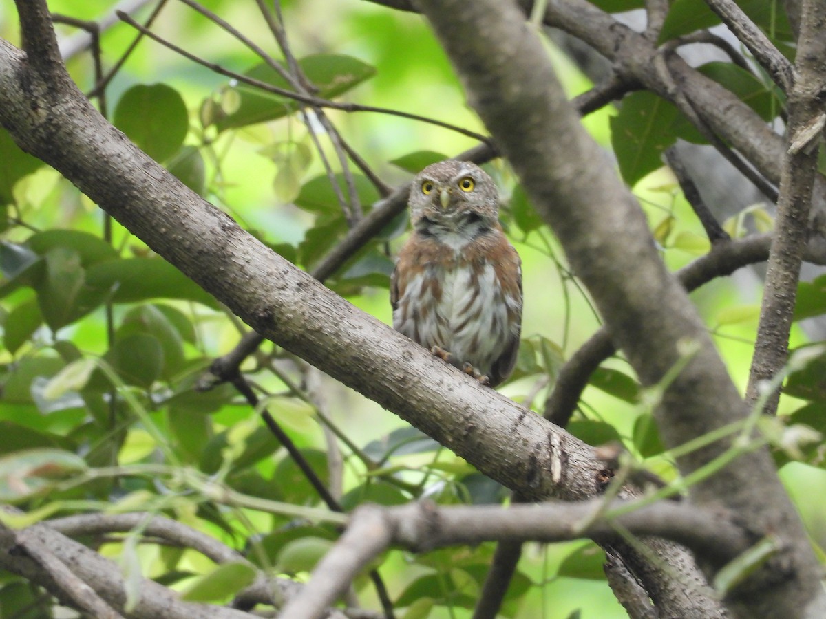 Colima Pygmy-Owl - ML646291657