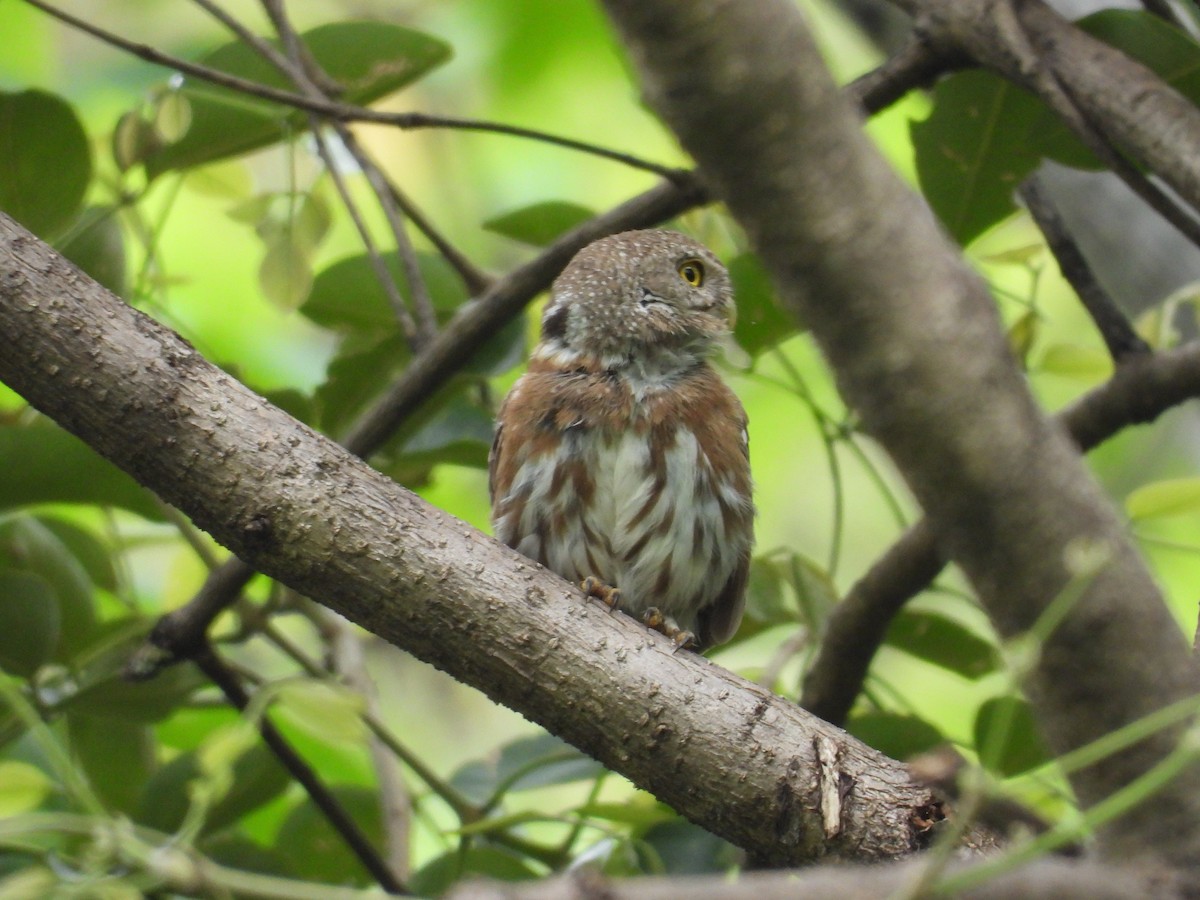 Colima Pygmy-Owl - ML646291658