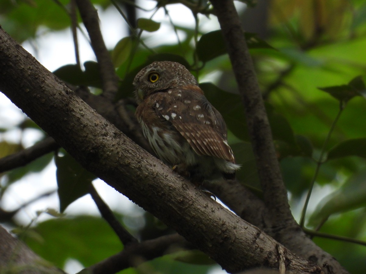 Colima Pygmy-Owl - ML646291659