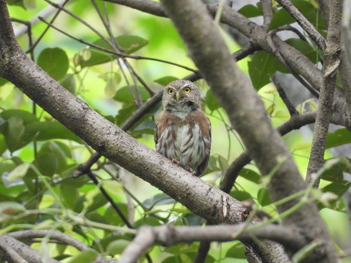 Colima Pygmy-Owl - ML646291660