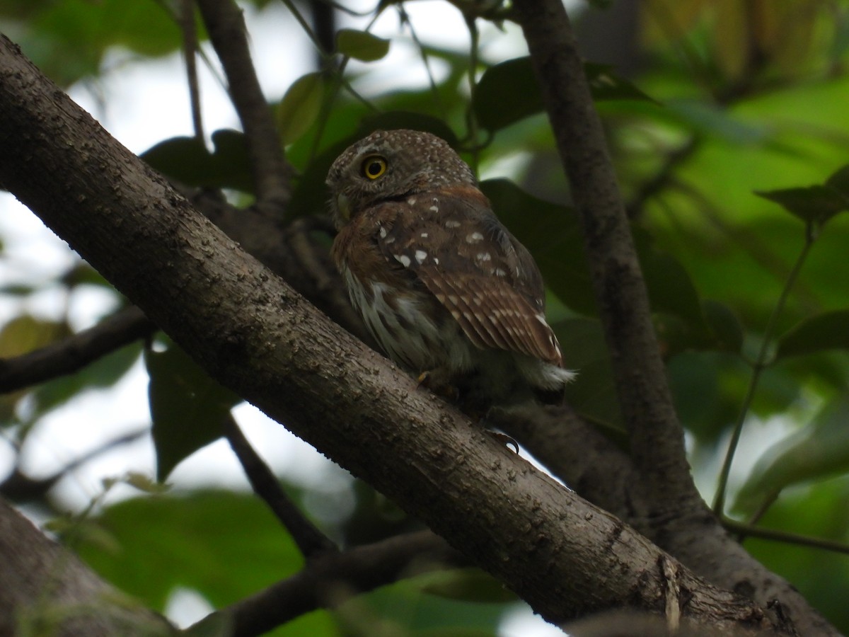 Colima Pygmy-Owl - ML646291661