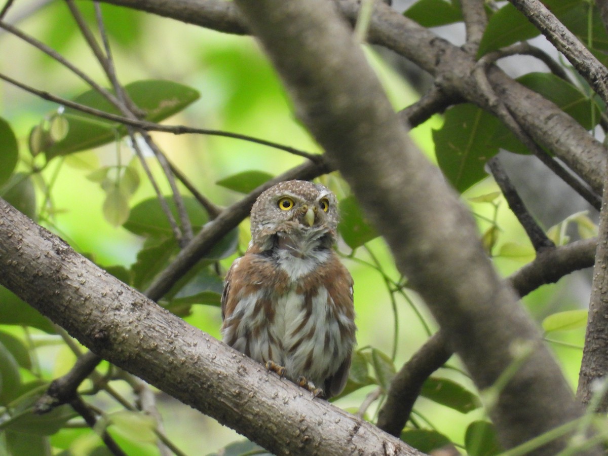 Colima Pygmy-Owl - ML646291662
