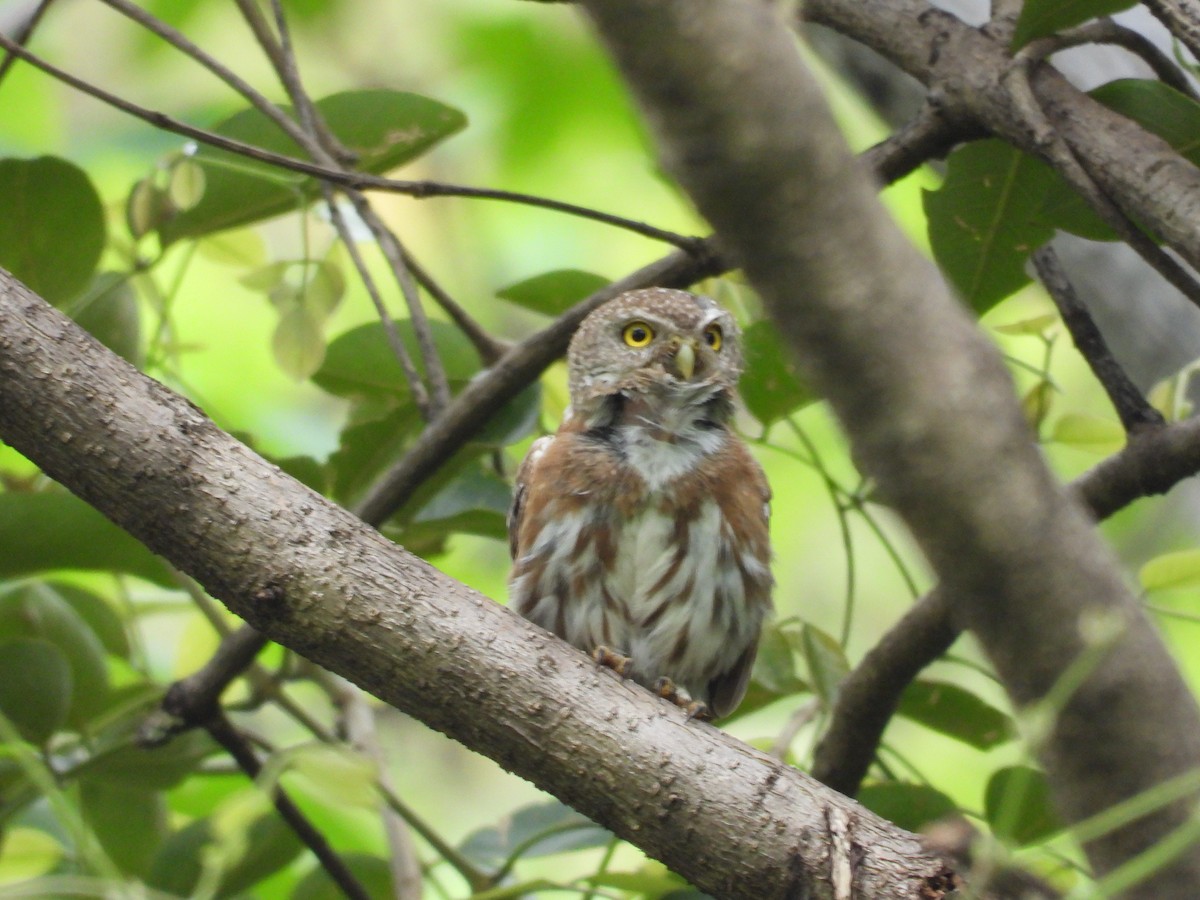 Colima Pygmy-Owl - ML646291663