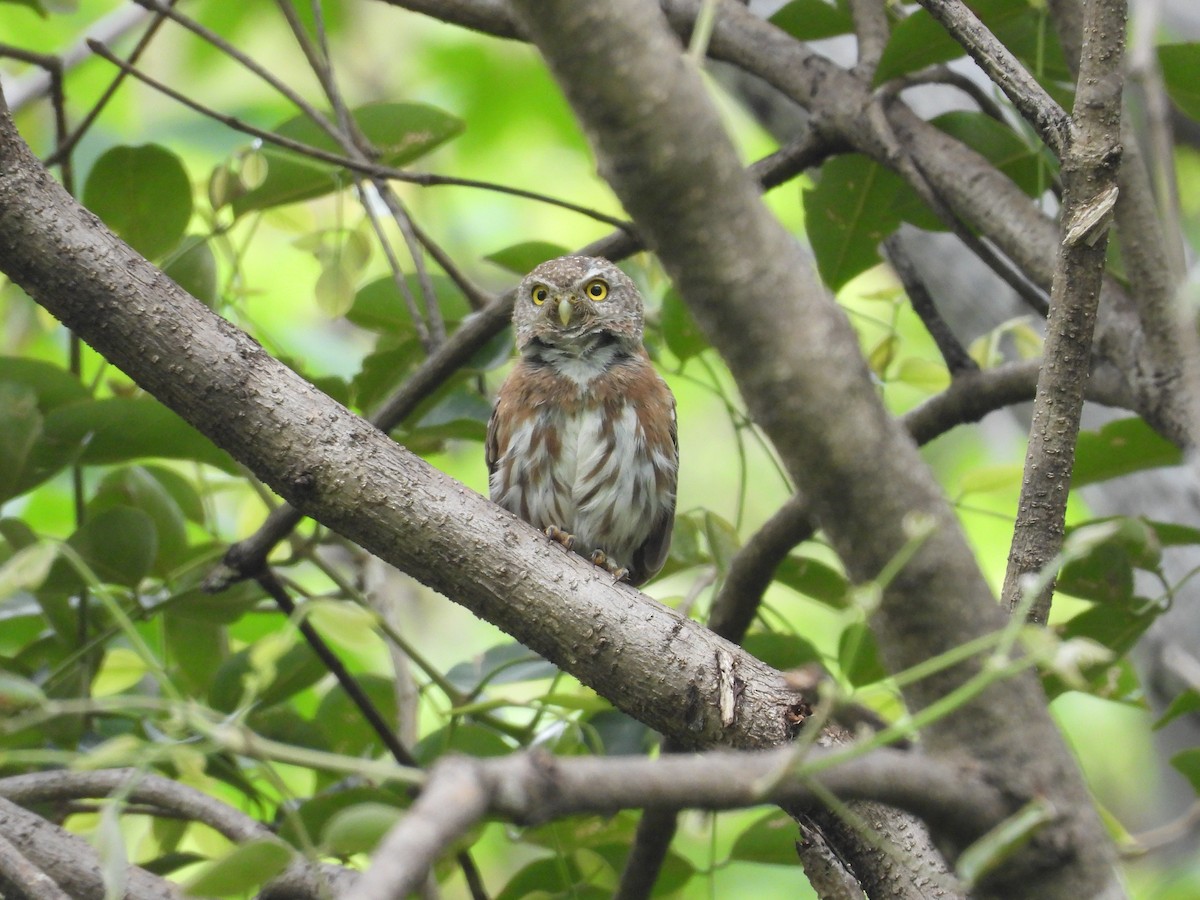 Colima Pygmy-Owl - ML646291664