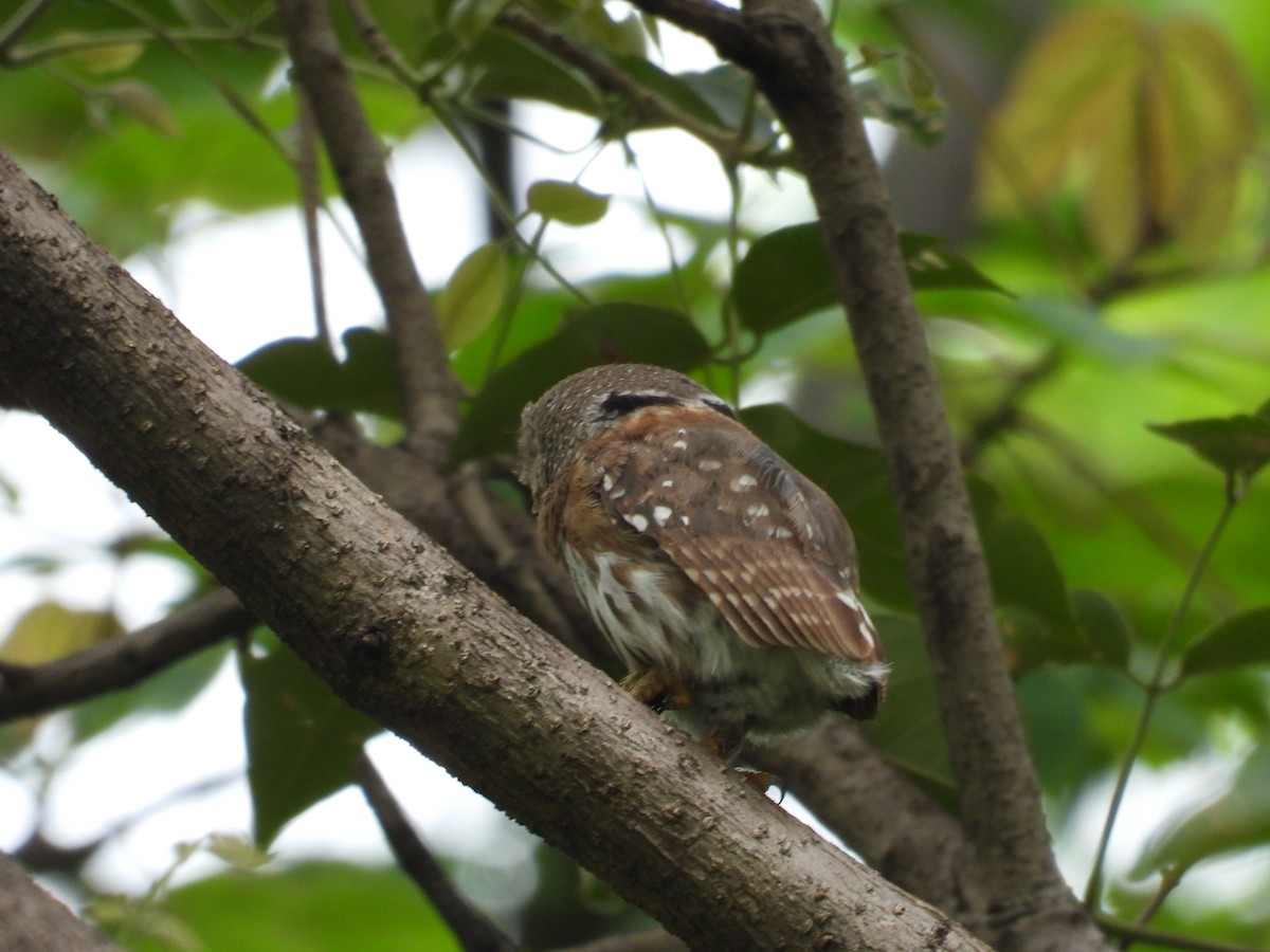 Colima Pygmy-Owl - ML646291665