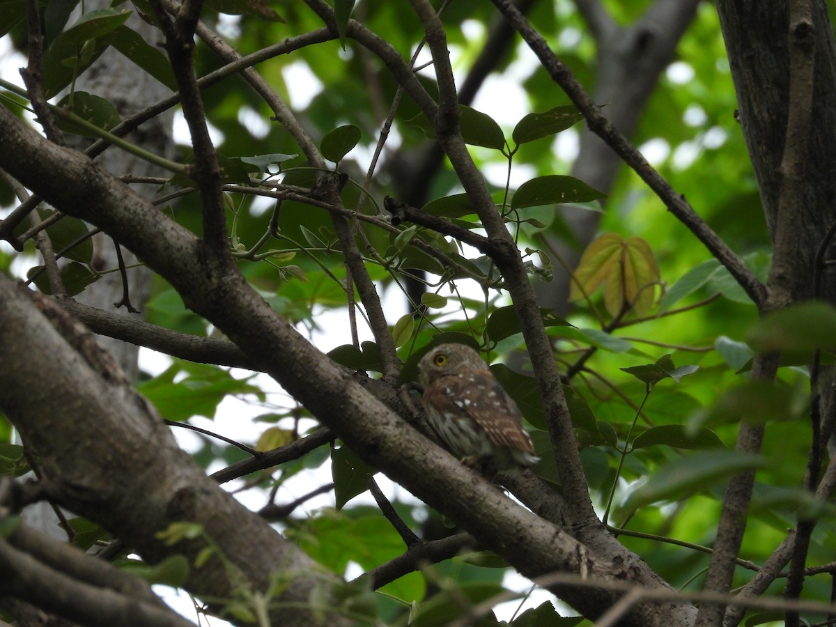 Colima Pygmy-Owl - ML646291666