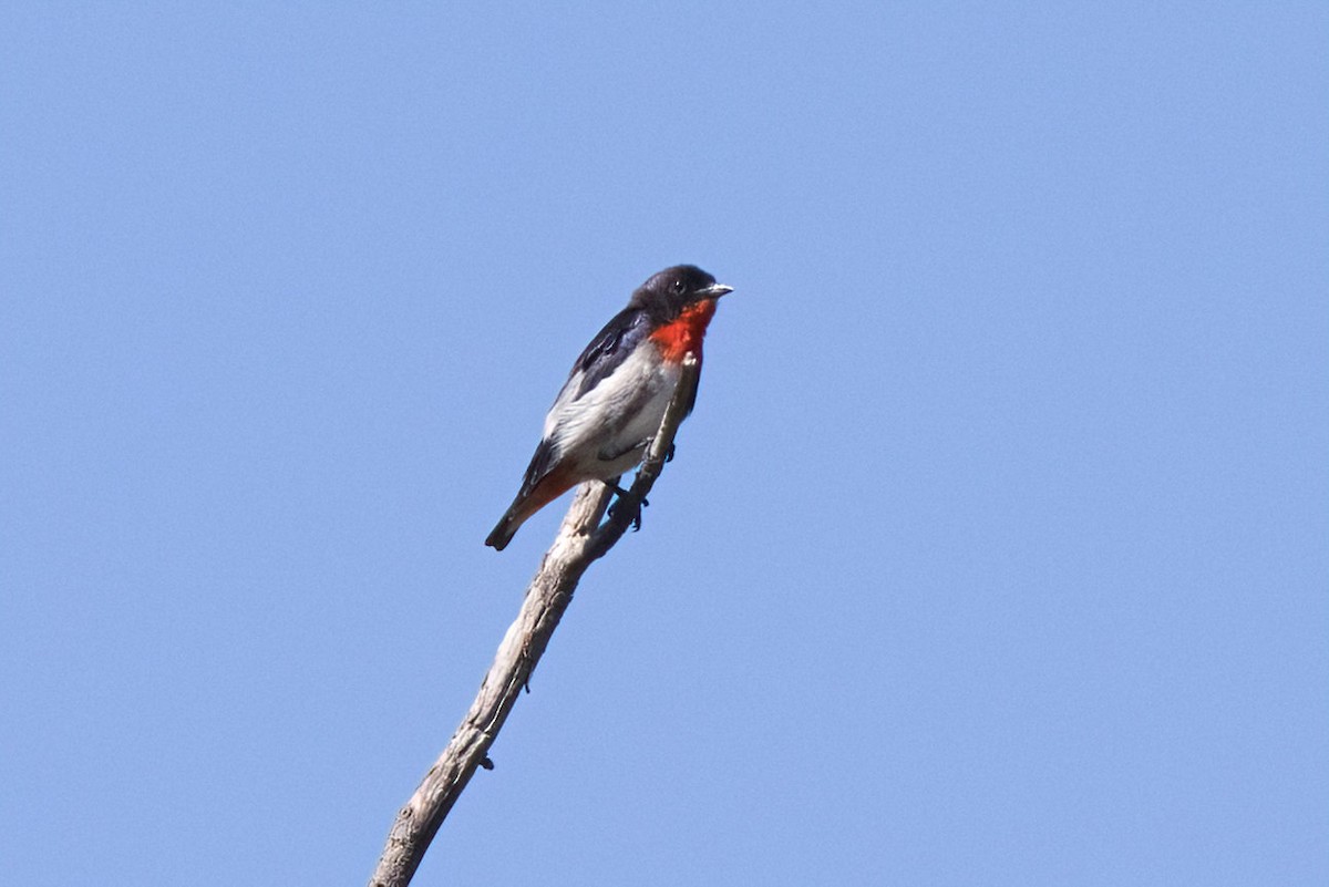 Mistletoebird - ML646291667
