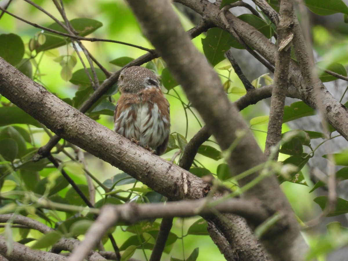 Colima Pygmy-Owl - ML646291669