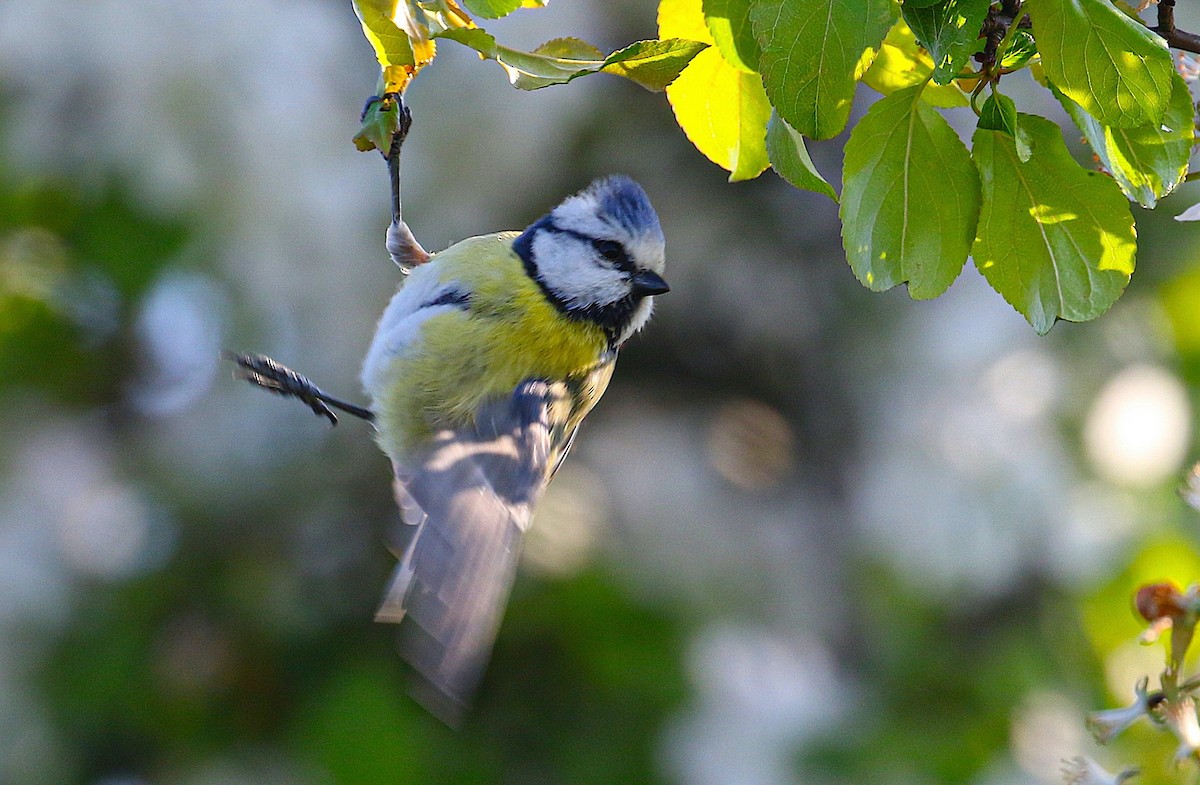 sýkora modřinka - ML646291675