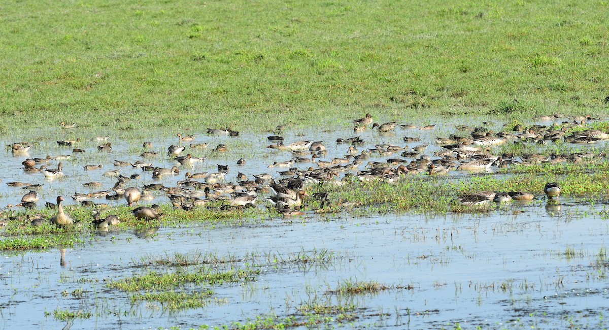 Northern Pintail - ML646291677