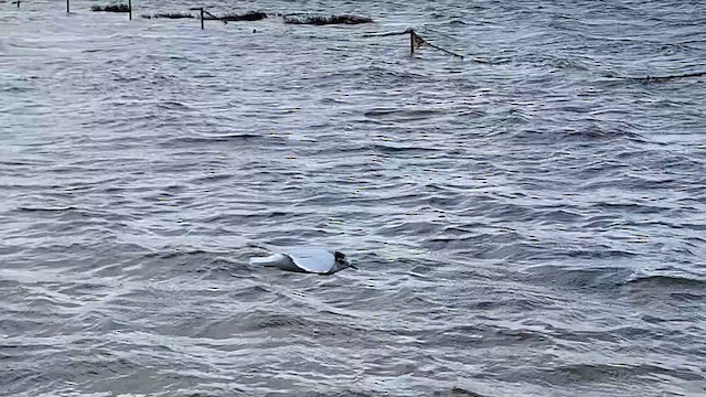 Gaviota Enana - ML646291679