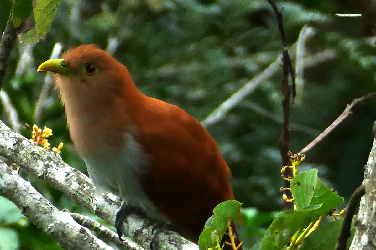 Common Squirrel-Cuckoo - ML646291685