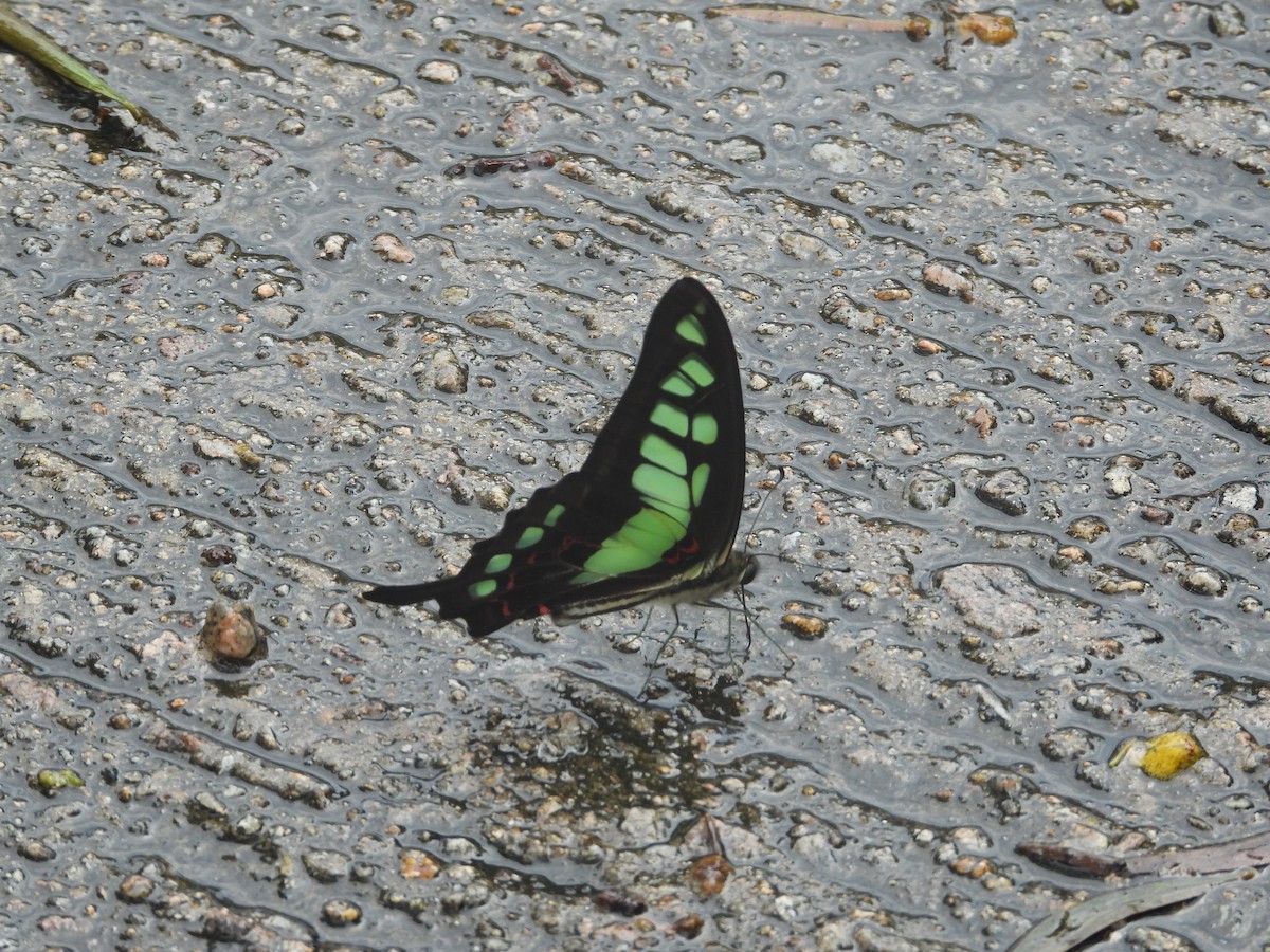 Common Bluebottle - ML646291686