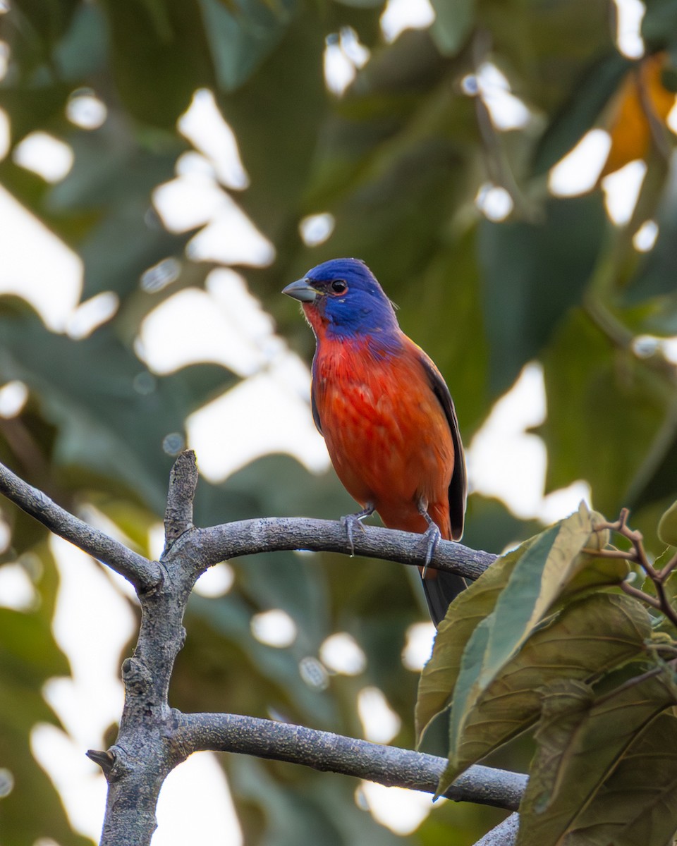 Painted Bunting - ML646291689