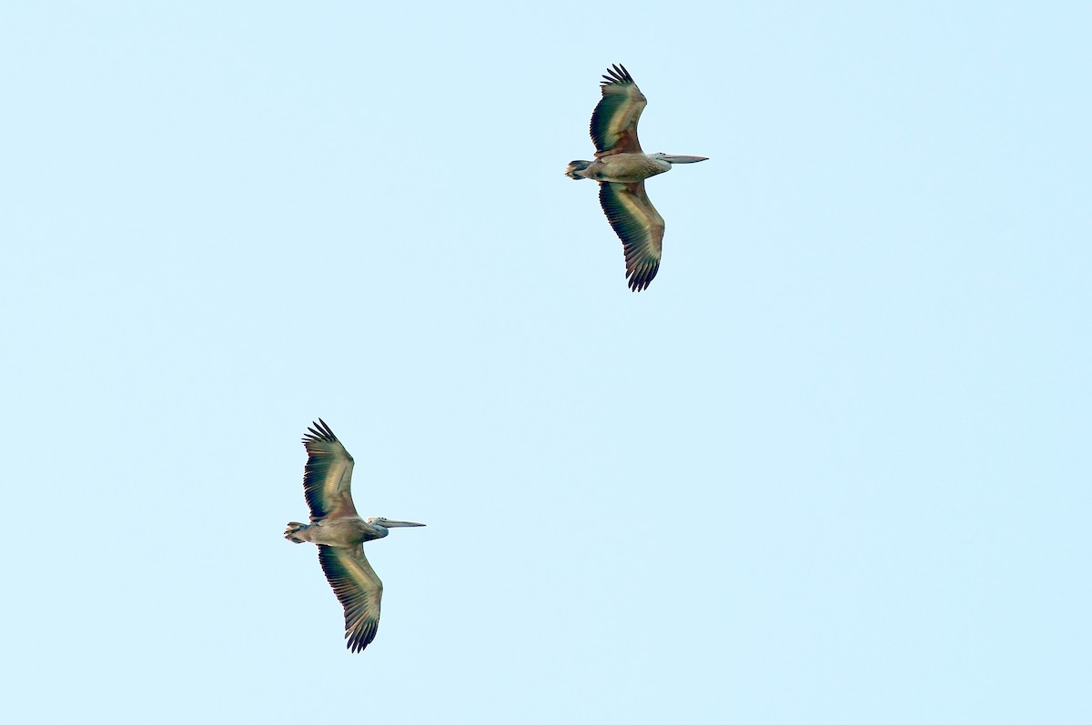 Hint Pelikanı - ML646291692