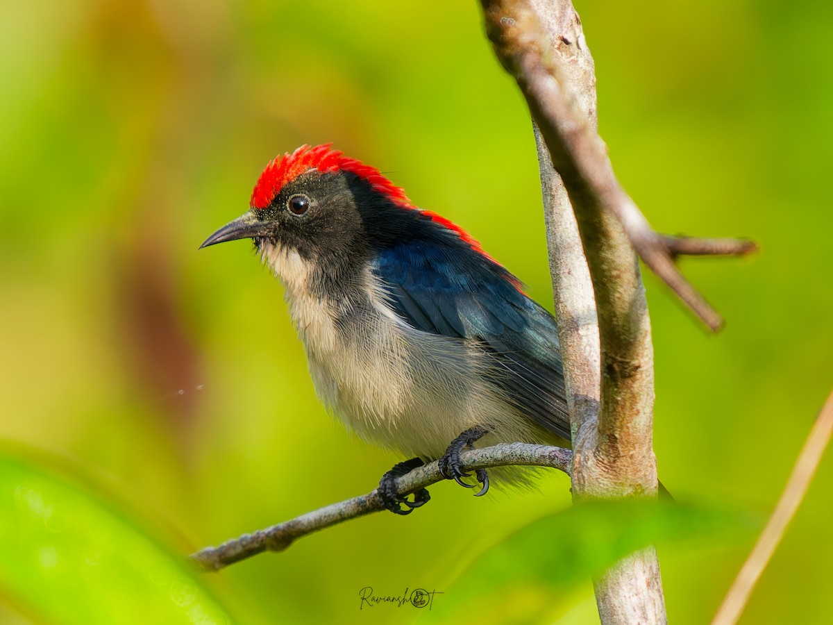 Scarlet-backed Flowerpecker - ML646291693