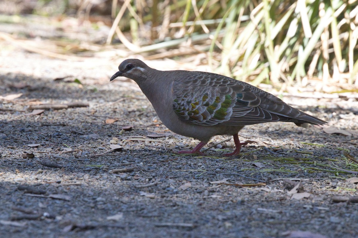 holub bronzovokřídlý - ML646291699