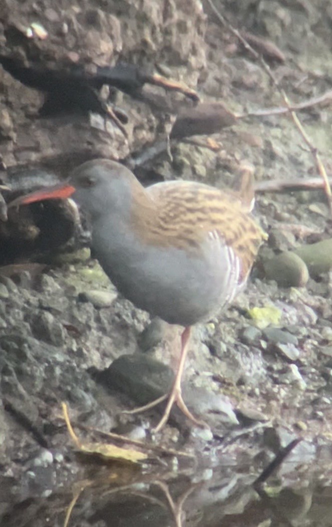 Water Rail - ML646291700
