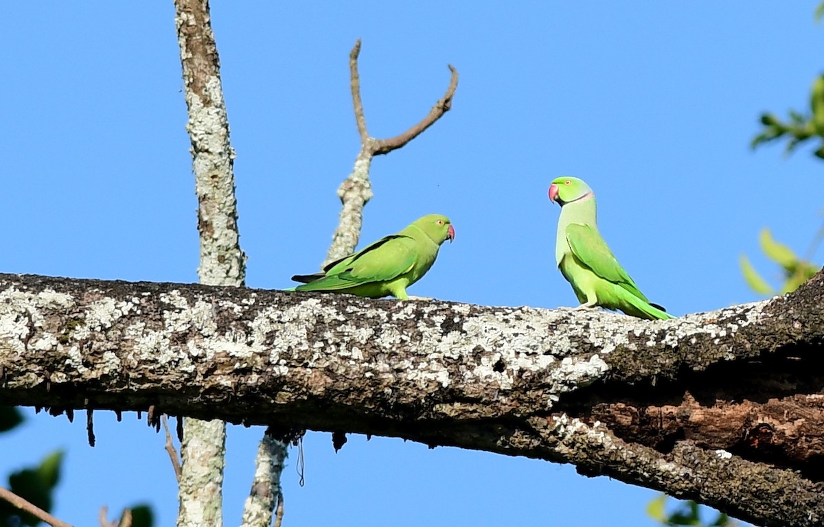 Rose-ringed Parakeet - ML646291701